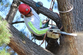 Bay Area Tree Specialists, Palo Alto
