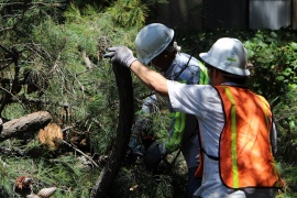 Bay Area Tree Specialists, Palo Alto